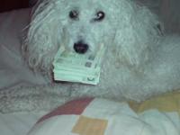 Pies pilnuje pieniędzy