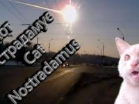 Cat Nostradamus