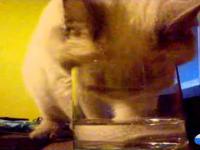 Kot pijący ze szklanki w śmieszny sposób