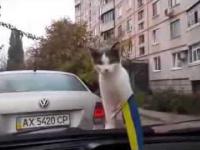 Kot i wycieraczki w samochodzie