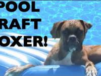 Boxer lubi pływać