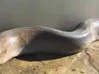 Największy znaleziony na świecie martwy wąż