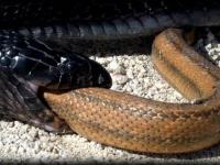 Wąż (Drymarchon couperi), który poluje na inne węże.