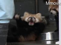 Reakcja pandy