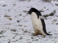 Pingwin złodziej w akcji 