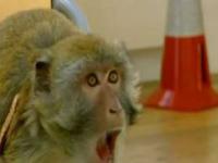 Oszukana małpa