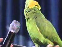 śmieszna spiewajaca papuga