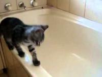 Kotek w wannie
