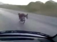 Motorcycle Driver Win