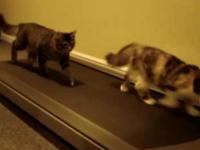 Koty na bieżni ćwiczą formę