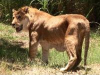Liger- połączenie tygrysa i lwa - badanie fizyczne