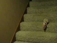 Prosię zejść po schodach 
