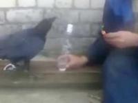 W Rosji nawet wrony piją wódkę