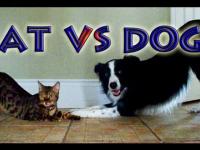 Kot vs Pies - Konkurs sztuczek