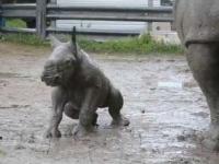 Malutki, 70-kilogramowy nosorożec uczy się tarzać w błotku