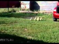 Posłuszne kaczki z Rosji