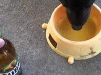 Pies pije piwo Dog drinking beer