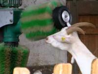 Automatyczna myjnia dla kozy