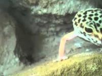 Gekon dramatyczny. Dramatic leopard gecko!