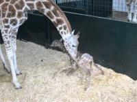 Mała żyrafka pierwszy raz staje na nogi