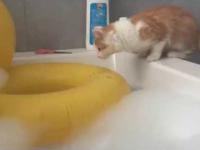 Kot skacze do wanny