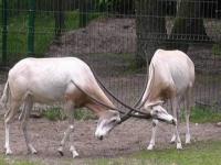 Walka oryksów szablorogich.Oryx fight.