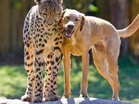 Przyjaźń psa i geparda 