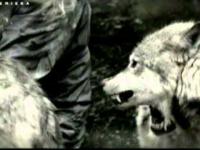 Czlowiek -wilk