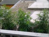 Outdoor Marihuana Plants growing up 