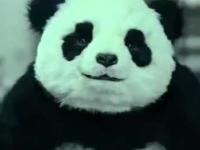 Panda Cheese Commercial