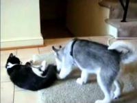 Puppy przeciwko Kitten
