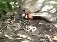 węgorz w paszczy aligatora porazil prądem