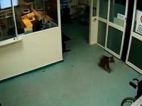 Ciekawski miś koala postanowił odwiedzić szpital w nocy