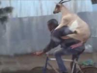 Arab z kozą na rowerze