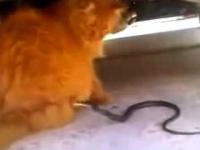 Kot bawi się z wężem