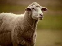 Reklama mentosa z owcami