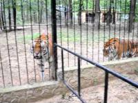 Walka tygrysów w ZOO