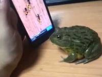 żaba i smartfon 