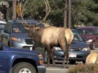 Estes Park - miasto pełne jeleni