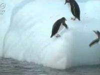 Pingwiny i śliska górka 