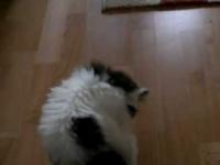 Kot na dywanie 