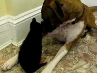 Bokser i mały kotek spotykają się po raz pierwszy