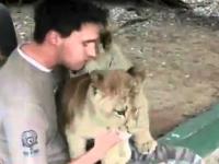 Słodkie lwami rozdawać Hugs.
