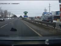 Rosyjski kierowca pomaga rannemu psiakowi