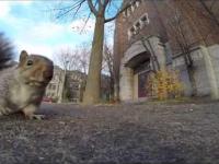 Wiewiórka kradnie kamerę
