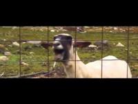 Taylor Swift - I Knew You Were Trouble Goat Edition 