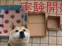 Trolowanie psa za pomocą kartonowych pudełek