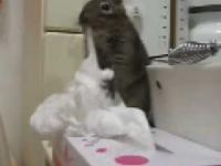 Co wiewiórka robi z chusteczkami ?
