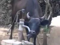 Spragniona krowa obsługuje pompe z wodą
