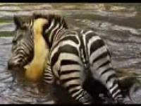 Zebra topi lwa 